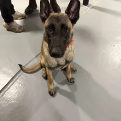 Belgium Malinois Puppy