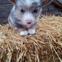 Corgi for Christmas!