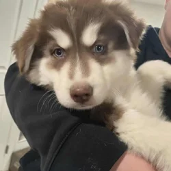 Husky Puppies