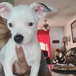 White Chi W/ Blue Eyes