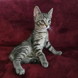 BENGAL Kittens