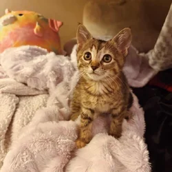 Kitten Tabby