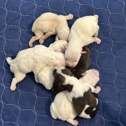 Miniature Schnauzer Puppies