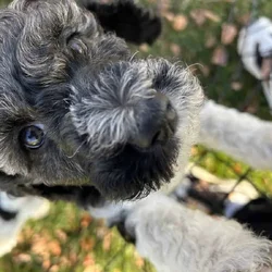 Moyen Poodle Puppies