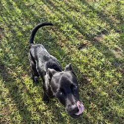 Female Labrador/Bull