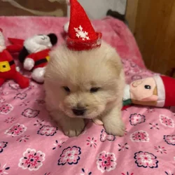snowflake cream chow chow