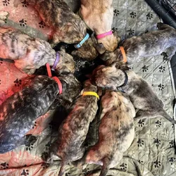 Presa Canario puppies