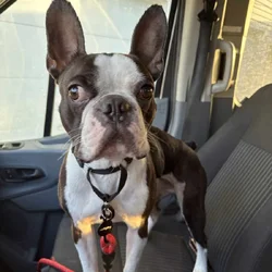 SWEET & PLAYFUL DOG LOOKING FOR FOREVER HOME!