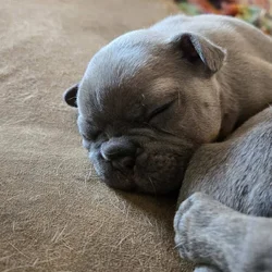 French Bulldog / Frenchie Puppies