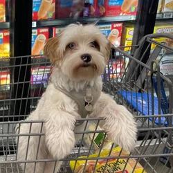 Yorkie