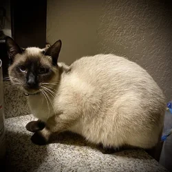 Male siamese cat needs home