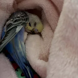Baby Parakeets