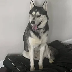 Siberian Husky