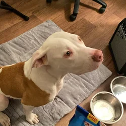 FREE DOG
