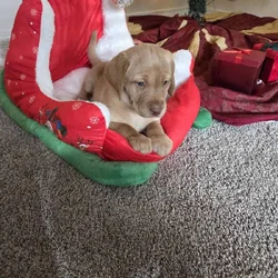 Purebred Red Lab Puppies