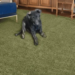 AKC German Shepherd Puppies
