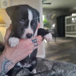 Pitsky puppies