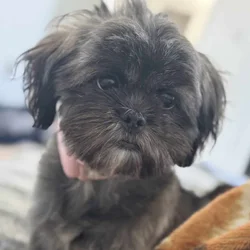 Puppy Shihtzu