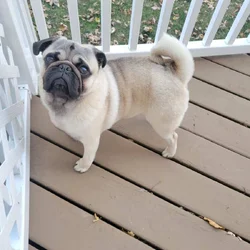 Pug Puppy