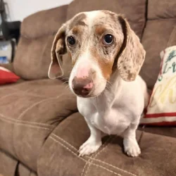 Loving Dachshund Woody