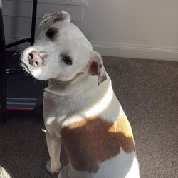 Princess rehoming