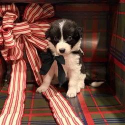 AKC BORDER COLLIES