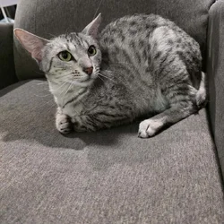 Unaltered Female Egyptian Mau Cat 3 Yrs old