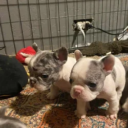 Frenchies