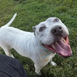 Adult female pitbull mix free to a good home
