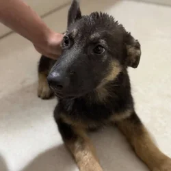 Pure blood German shepherd