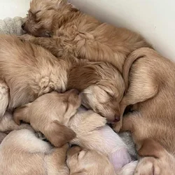 Doodle Puppies Seeking Loving Homes