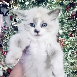 Sweet Ragdoll Boy