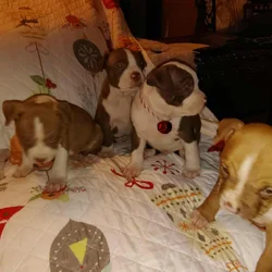 Christmas Pups