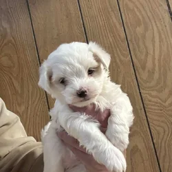 Maltese