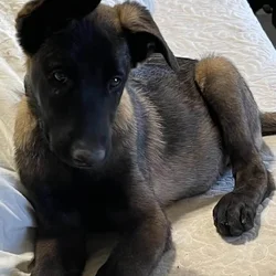 Ace Belgian Malinois