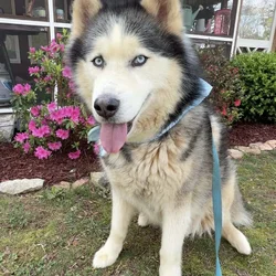 Looking to Rehome a 7-year old Male Husky