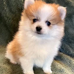 Pomeranian Puppy Blueberry