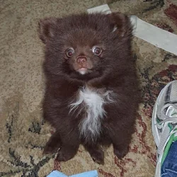 Pomeranian puppy