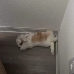Bunny!!