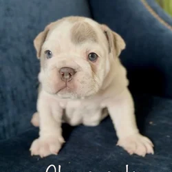 English Bulldog Puppies