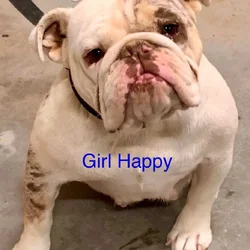 English bulldog puppies