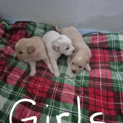 Golden Retriever/Great Pyrenees mix puppies for sa