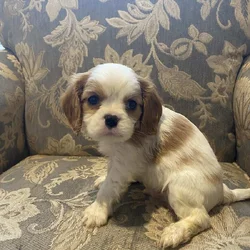 Caviler King Charles spaniel