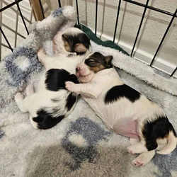 Adorable Female Morkie Puppies – Ready January 12