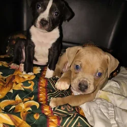 Prime DNA nanny pitbull puppies for adoption