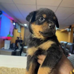 Rottweiler puppy