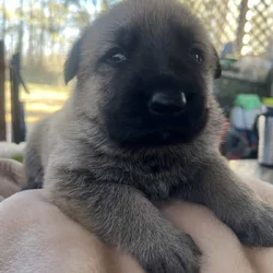 Puppies