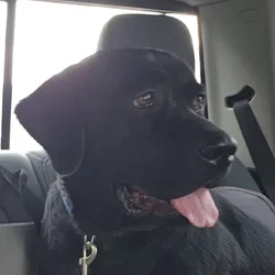 Male 2 year old black labrador retriever