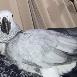 28 years old African Gray