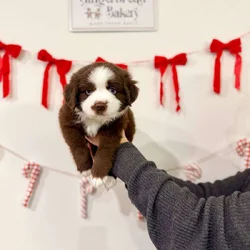 Sweetest male Mini Australian Shepherd